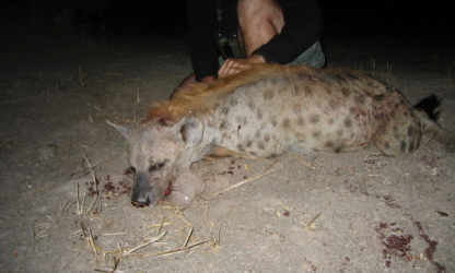 Spotted Hyena