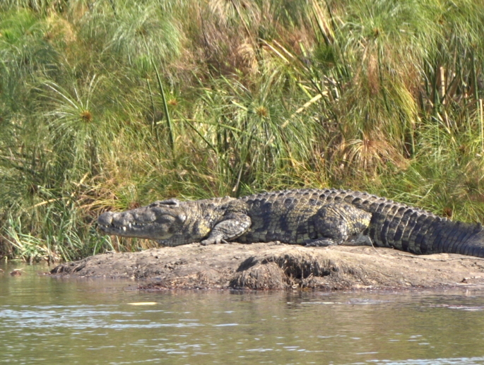 Botswana Africa Crocodile