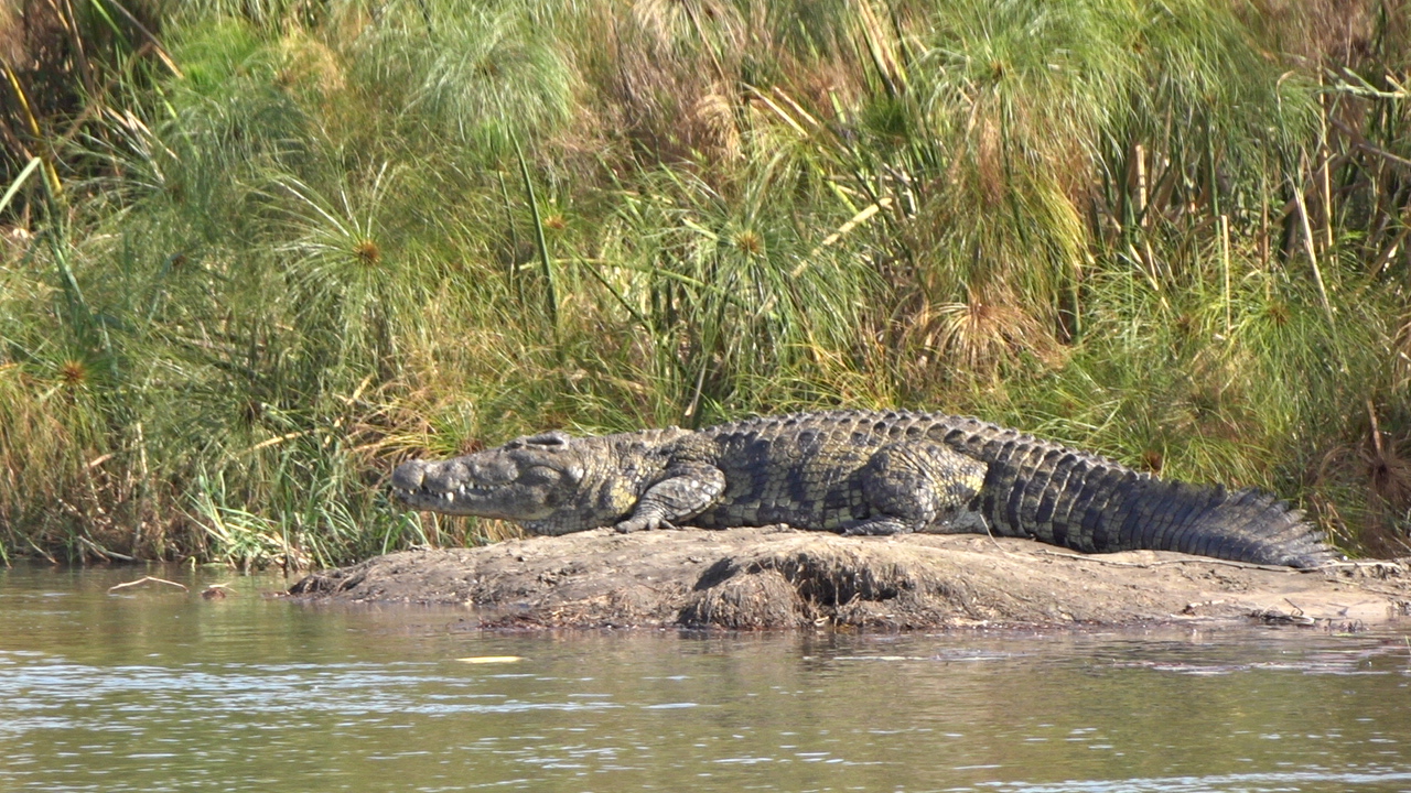 Botswana Africa Crocodile