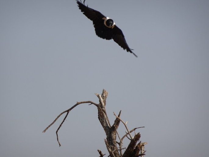 African White-Necked Raven
