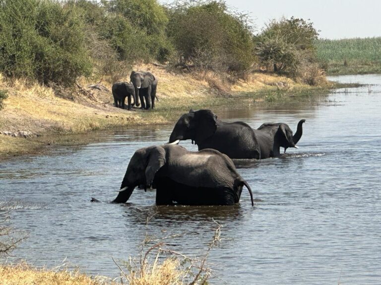 Elephants in the Delta