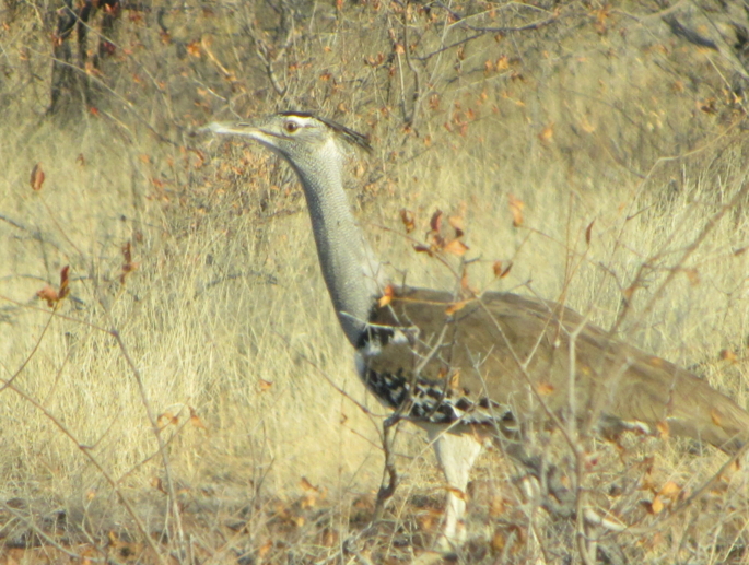 African Kori Bustard