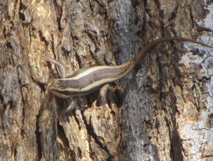 African Striped Skink