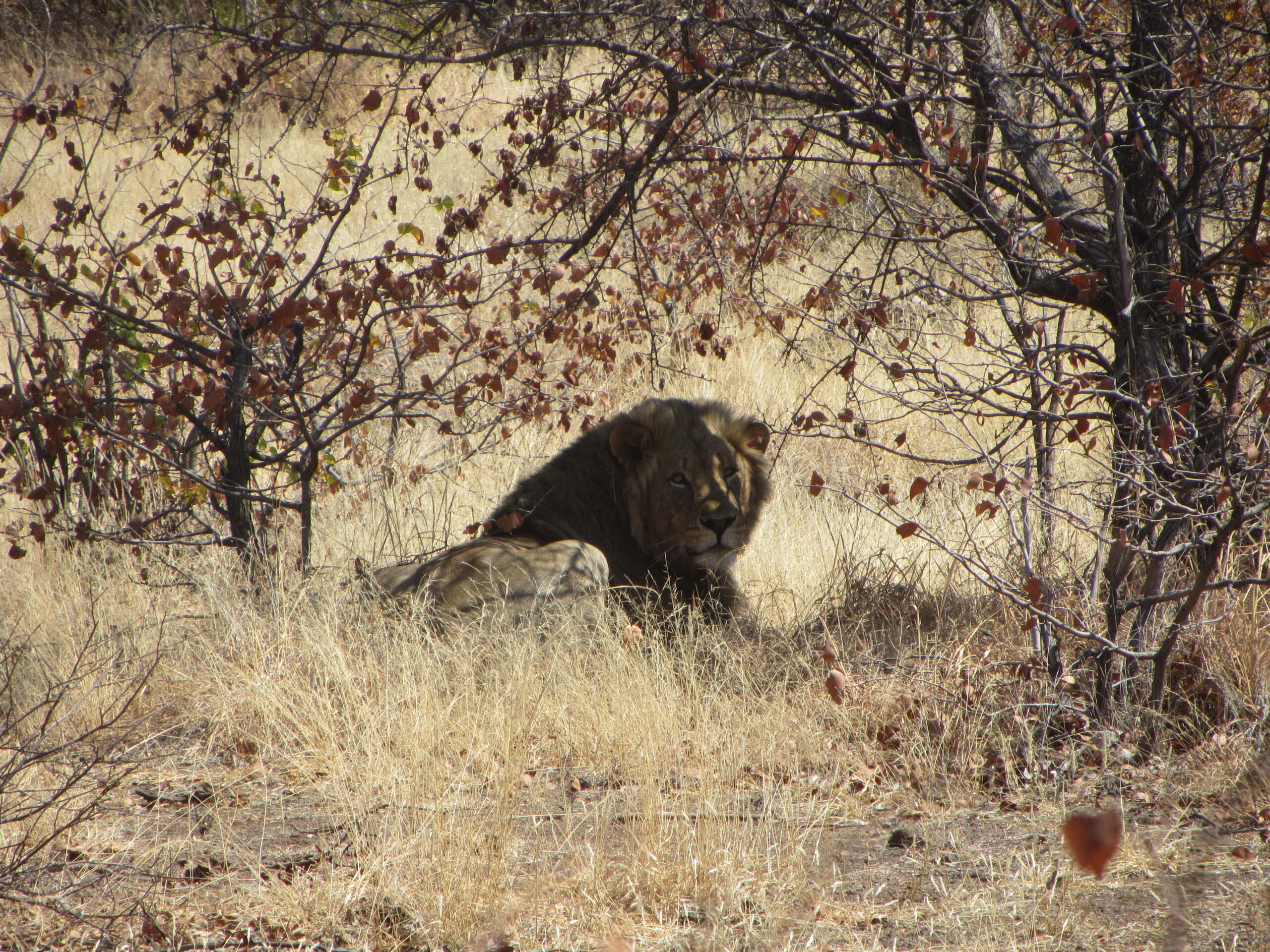 Kalahari Safaris Male Lion