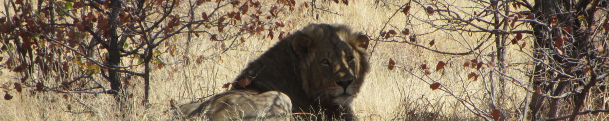 African Lion