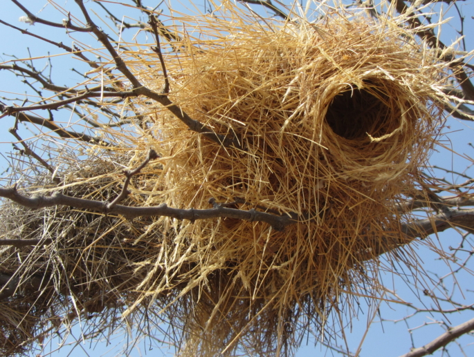 African Weaver Bird Nest