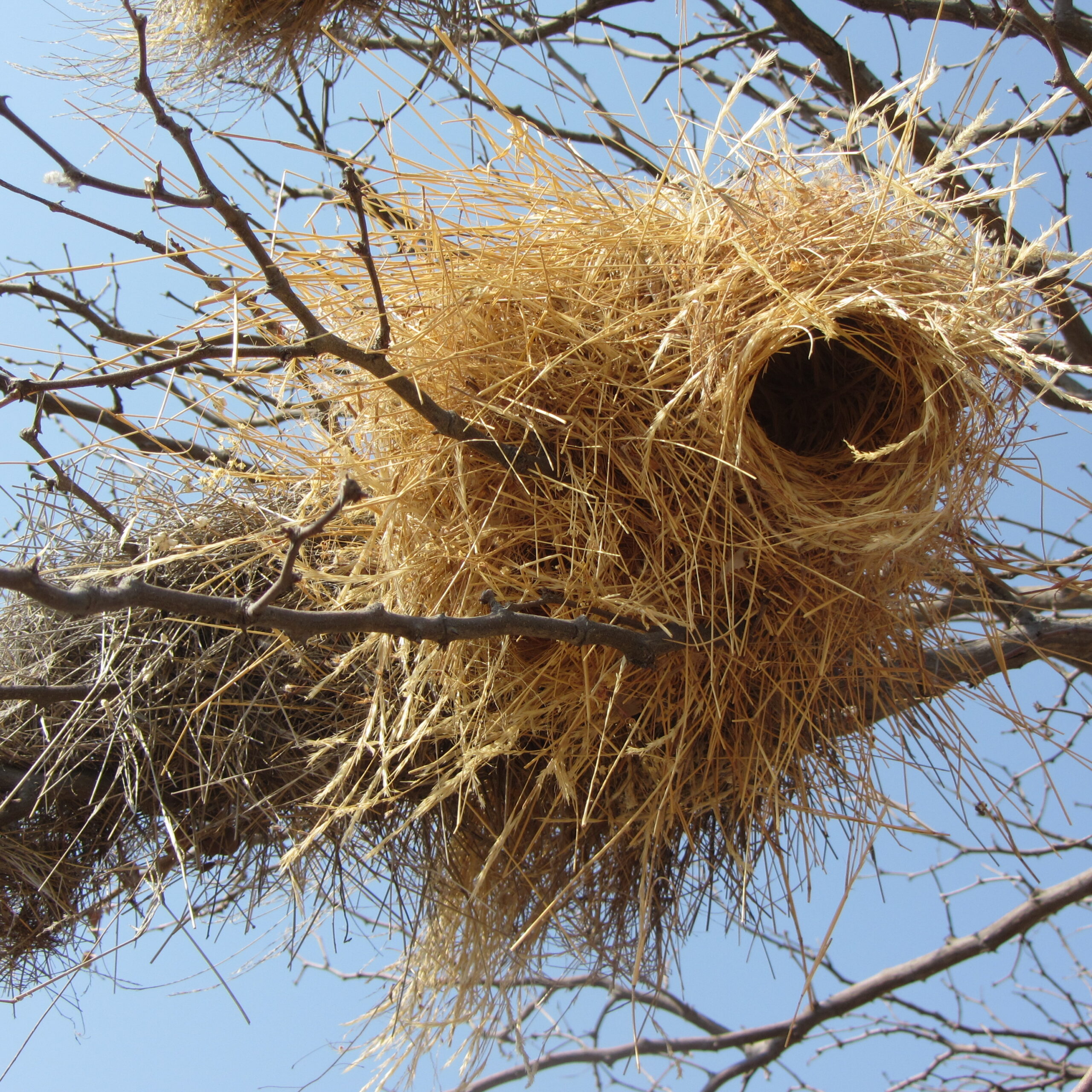 Weaver Bird Nest Botswana