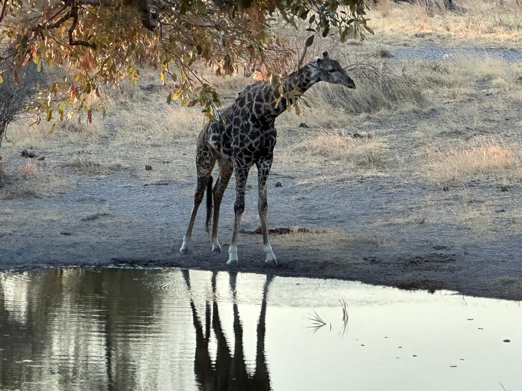 Okavango Giraffe