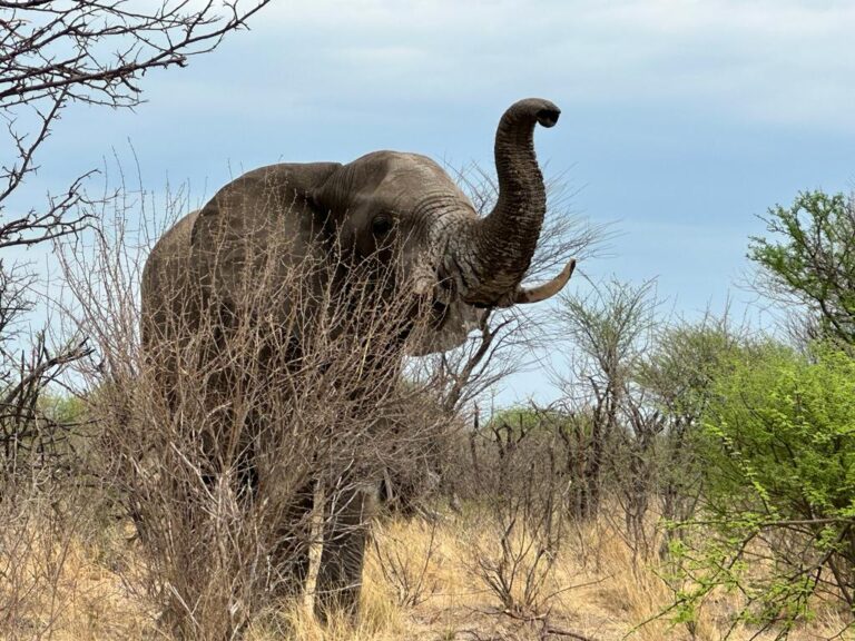 Botswana Elephant Kalahari Safaris