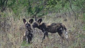 Wild Dogs at Kalahari Safaris