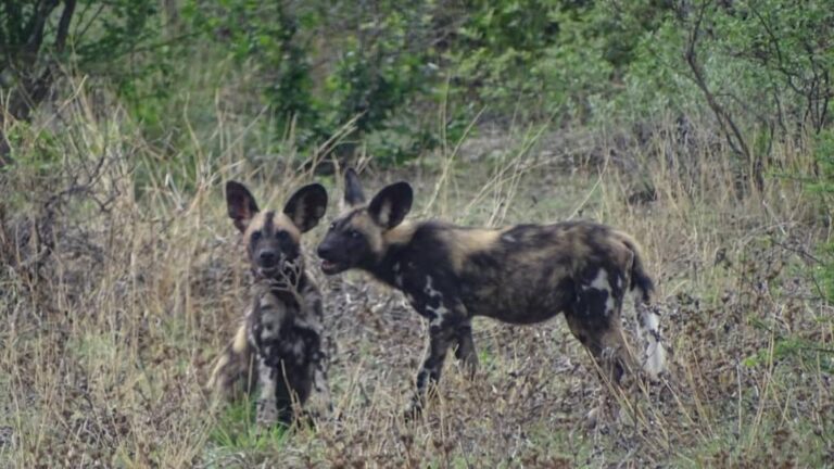 Wild Dogs at Kalahari Safaris